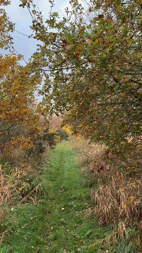 Recall is the number one main issue my clients reach out to me for but why do we as handlers struggle with it sometimes? Here is 5 reasons: 1. Allowing freedom before putting in the work 2. Not providing the right outlet for prey driven dogs 3. Too many distractions too soon 4. Recall when its already too late 5. Little to no bond with handler If your dog doesn't have reliable recall then you put them, yourself and others at risk. Time to put in the work before giving freedom 🤓 How do you chang