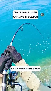16K views · 259 reactions | BIG TREVALLY FISH CHASING HIS CATCH AND THE SHARK TOO #fishinglife #spearfishing #trendingreels #fishing | Sea Hunter | Facebook