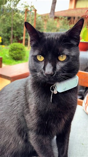 Birbo sei sempre il solito 😈 #blackcat #blackcatsoftiktok #gattonero #voliamoneixte✈🦁🔝💯💥 #fypppppppppppppp