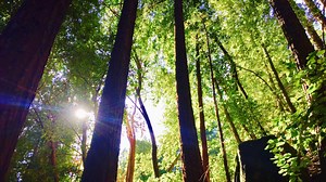 Japanese “forest medicine” is the science of using nature to heal yourself—wherever you are