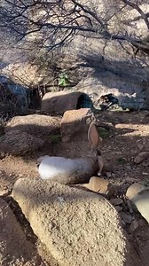 5.5M views · 35K reactions | Your mid-week pick-me-up has arrived! Featuring the always adorable Cantaloupe the antelope jackrabbit.  #desertmuseum #sonorandesert | Arizona-Sonora Desert Museum | Facebook