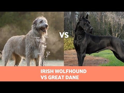 The Irish Wolfhound Vs Great Dane: Detailed Comparison