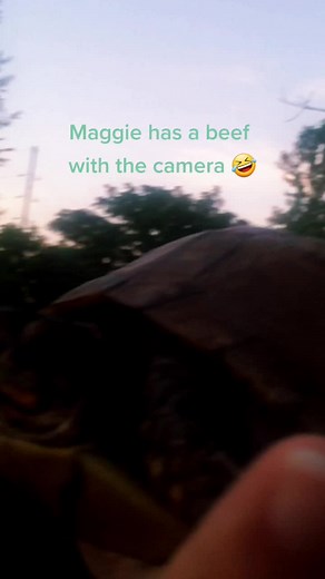 Maggietheadventureturtle on TikTok