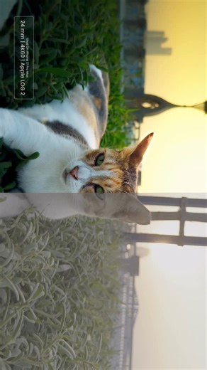 The Epic Visuals | Videography and Editing Courses on Instagram: "Power of color grading 🔥 Shot on iPhone 17 Pro Max Apple LOG 2 #apple #shotoniphone #applelog #davinciresolve #colorgrading"