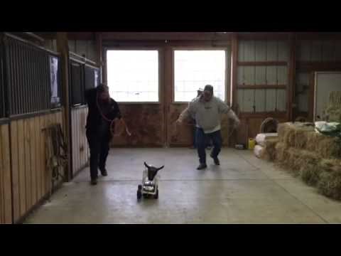Remote control roping dummy