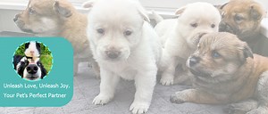 DOZZOPET: Small Animals Cage & Liner