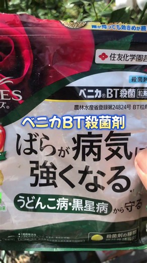 【#園芸 751カメ】 続々・バラ［ブルームーン］へ特性肥料と特別殺菌剤でお手入れしていくぞい！😭 🐢「つまるところバラの家さんにおんぶにだっこに肩車状態か、おぉん！」 【庭の大開拓時代】