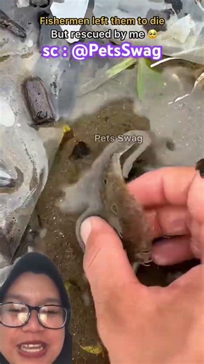 lots of fish in the beach trash pile ⁉️🌼 sc : @PetsSwag