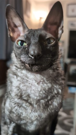 Just a couple silly smiles before bed. 😹🎃 #cat #cats #clubmeatbird #cornishrexcat #pixelandsophie #catsoftiktok #catsofinstagram #kitty #ilovemycat #catsoffacebook #catlovers #catloversclub #catlover #catoftheday #cornishrex #cornishrexcats #smile #rescuecats #discokitty #halloween #spookyseason | Pixel & Sophie
