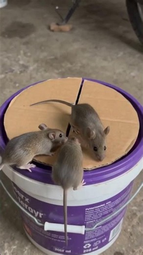 DIY Bucket Mouse Trap | Easy Mouse Trap #rattrap