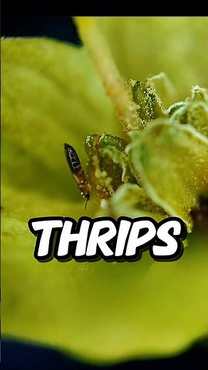 Tiny Thrips Close-Up 🔬 | Extreme Macro Insect View #thrips #insects #thysanoptera