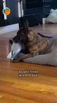 Saved bird and dog stay together 24/7