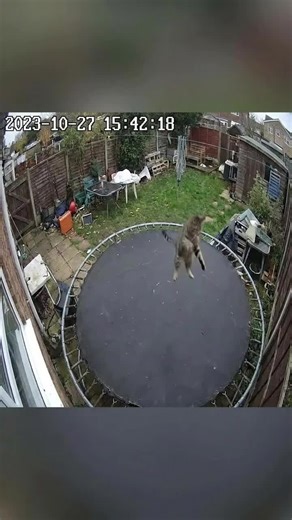 Cat jumping on trampoline 🤣🤣🤣#foryou #fyp #cat #catjumping #viral
