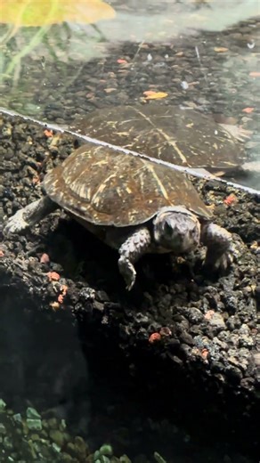 Turtle #4K #animals #nature