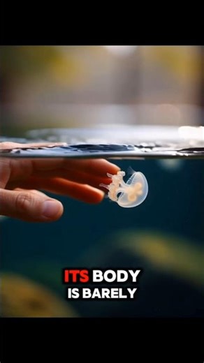 This Tiny Jellyfish Can Kill You in Minutes! 🌊⚠️ #Irukandji #Jellyfish #DeadlyAnimals #OceanFacts