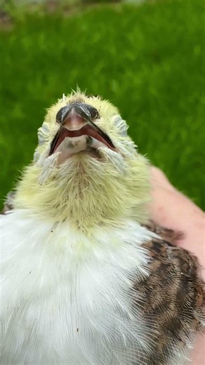 Dramatic Coturnix Quail Juvenile Close-Up