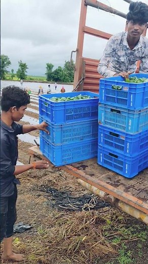 शिमला मिर्च के पौधे गाड़ी से उतारते हुए