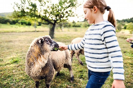 Do Sheep Make Good Pets? 5 Things to Know Before Getting One