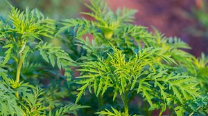 Warnung vor Ambrosia: Giftige Pflanze endgültig im Garten loswerden