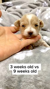 Maltipoo Puppy Baby Girl Transformation 😊From 3-9 weeks of age😇🐾💞🐾 #puppytransformation #maltipootransformation #puppygrowth #maltipoo #fluffy #fluffydog #fluffydoggo #maltipoos #maltipoopuppy #maltipoonation #maltipoolove #dogtransformation #frompuppytoadult #dogsofinstagram #instadog #instadoggy #cutedog #puppy #puppies #maltipoopuppy | MLA Pets - My Little Angels