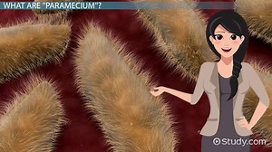 Paramecium Protist | Definition, Habitat & Structure - Video | Study.com