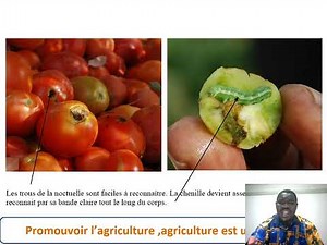 Les maladies et énnemis des solanacées ( tomates, poivrons,...et les liliacées, oignons et l'ail)