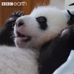 We dare you not to laugh. | BBC Earth