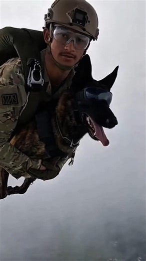 Military Dog Parachute Combat Training 🐕‍🦺🔥 #k9 #k9training #malinois #viral #k9unit #wildlife