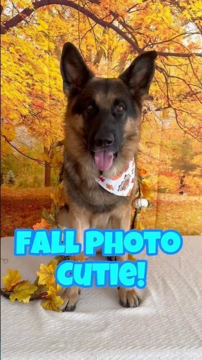 German Shepherd Thanksgiving Photoshoot - Cutest Fall Dog Ever!
