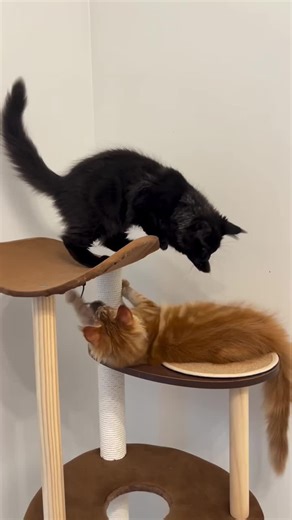 Mainecoon Kitten For Adoption (@mainecoon.kitten57)’s videos with original sound - Mainecoon Kitten For Adoption