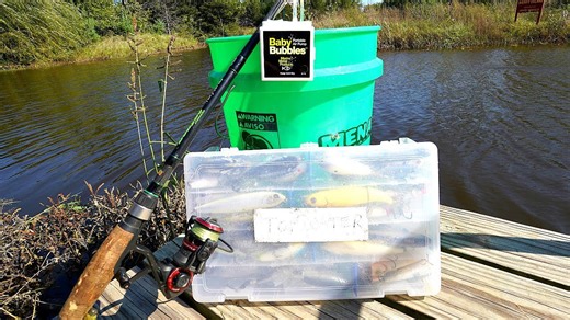 Backyard Bass: The Unique Quest for a Pet Fish