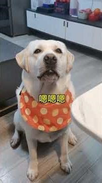 这雨下的要发霉了！#一直下雨 #生活中那些可可爱爱的瞬间 #讨厌下雨天#shorts