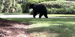 The bear necessities of living safely with Florida black bears