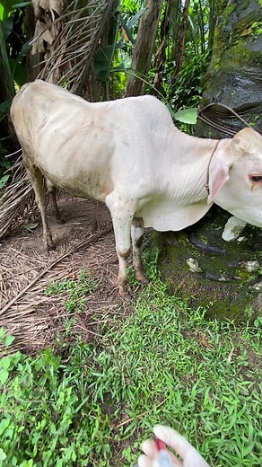 Injec vitamin sapi bule #cow #sapi #animals