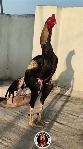 aseel murga top quality (aseel murga tamilnadu Java top quality me)#short#short#video🐓