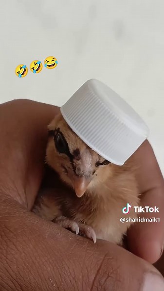 Montaz Yem: The Catchy Song Perfect for Laughs