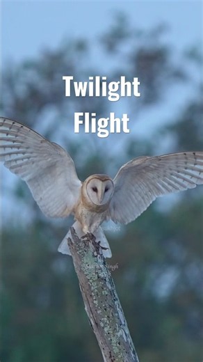 Beautiful flight and landing of a barn owl in twilight #barnowl #owl #birdsofprey