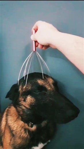 Funny Belgian Malinois Moments That Will Make You Laugh