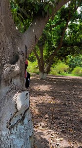 2.9M views · 106K reactions | Power of red button (north Korea)✅ #FunnyVideos #ComedyGold #LolMoments #HilariousClips #LaughOutLoud #FunnyMoments #ComedySketch#Haha Moments#FunnyClips#JokeOfTheDay#Meme#Funny #Haha#Lmao#Joke#Comedy #Sarcasm#Humor @top fans | Fyzn Rao | Facebook