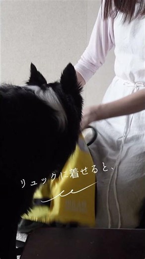 🐾ボクがお母さんに教えてあげたんだよ🎒🦺🐾I Taught Mom a Handy Backpack Trick! 🎒🦺🐾