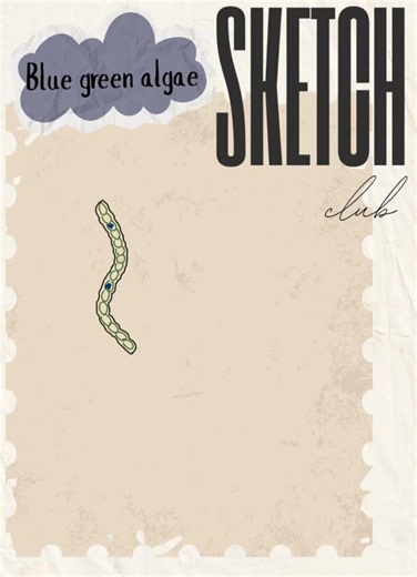 Blue Green Algae Diagram Easy Drawing | Cyanobacteria Structure Explained
