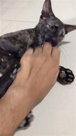 “Dangerous Angry Cat Attack 😈 | Scary Cat Fight Video 2026”This Angry Cat Is So Dangerous 😲Cat Fight