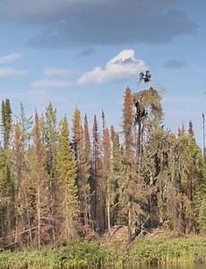 Black bear kills and eats baby eagle! nature happening and we are a part of it. not a bystander. #hugatrapper | Dunlap LURES