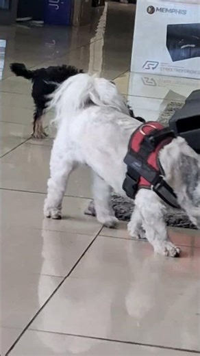 Cute Dogs Meet: First Sniffs! 🐶