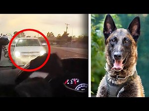 Police Dog Recovering After Suspect Rammed into Car: Cops