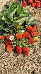 #agriculture #farmer | Shanto Vlog