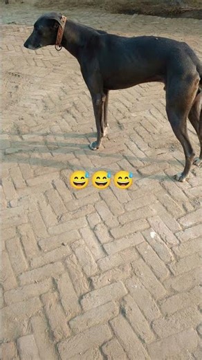 What is a GREYHOUND?#youtubeshorts #funny #cuteanimal #cutepuppy #puppy #pet #greyhound