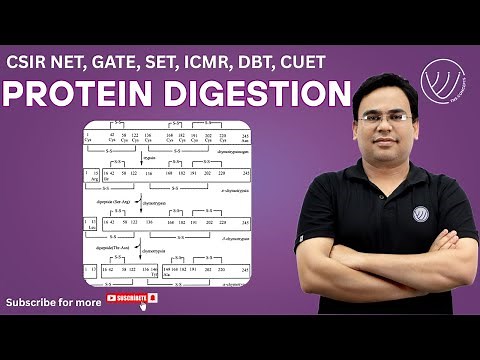 Peptide Digestion for Protein Sequencing: Trypsin, Chymotrypsin & More! | CSIR NET Life Science