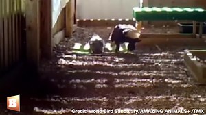 78K views · 3.4K reactions | A bald eagle named “Murphy” who gained attention worldwide for incubating a rock has now been given an eaglet to foster as shown in 4 videos uploaded by World Bird Sanctuary. After the eaglet was introduced to Murphy, the pair began bonding. According to reports, Murphy later was “modeling eagle behavior perfectly.” | Breitbart | Facebook