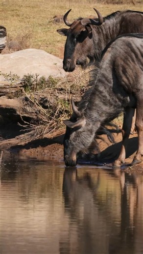 You Won’t Believe These Amazing Wildebeest Facts | The Great Migration Explained in 30 Seconds!